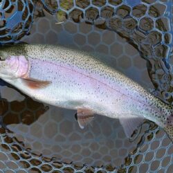 元気いっぱいの魚たち ～岡崎トラウトポンド…